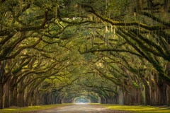 Wormsloe Plantation Oak Trees stock image Wormsloe Plantation Oak Trees stock image