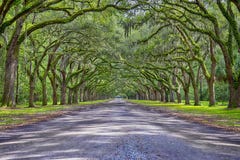 Wormslow Plantation Historic Site Tunnel Royalty Free Stock Photo Wormslow Plantation Historic Site Tunnel Royalty Free Stock Photo