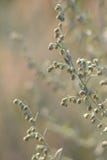 wormwood O absinto de floresc?ncia Planta medicinal imagem de stock wormwood O absinto de floresc?ncia Planta medicinal imagem de stock