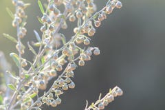 wormwood O absinto de floresc?ncia Planta medicinal fotografia de stock royalty free wormwood O absinto de floresc?ncia Planta medicinal fotografia de stock royalty free