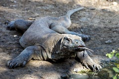 Wow! Il drago di Komodo sta trovando Wow! Il drago di Komodo sta trovando