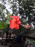 Wow!! wonderful Red China Rose In The branch of the tree. stock photography Wow!! wonderful Red China Rose In The branch of the tree. stock photography