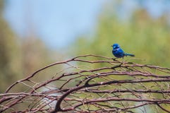 Wren azul de hadas espléndido imágenes de archivo libres de regalías Wren azul de hadas espléndido imágenes de archivo libres de regalías
