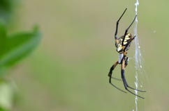 writing spiders stock photos writing