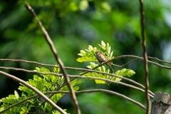 Wróbli ptasi zrozumienie dalej mała gałąź z ciemnym plamy zieleni b zdjęcie royalty free Wróbli ptasi zrozumienie dalej mała gałąź z ciemnym plamy zieleni b zdjęcie royalty free