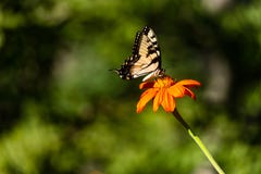 Wschodni Tygrysi Swallowtail motyl na pomarańczowym kwiacie zdjęcie stock Wschodni Tygrysi Swallowtail motyl na pomarańczowym kwiacie zdjęcie stock