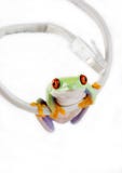 WWW Frog Royalty Free Stock Photography