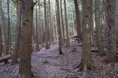 Wycieczkować ślad, popiół jama, Ohio fotografia stock Wycieczkować ślad, popiół jama, Ohio fotografia stock