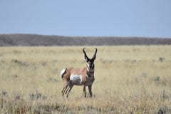 Wyoming pronghorn antylopy samiec zdjęcia stock Wyoming pronghorn antylopy samiec zdjęcia stock