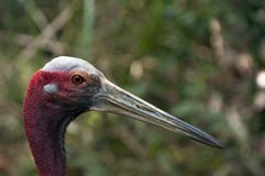 Wyróżniająca głowa i belfer dorosły indochinese sarus żuraw obrazy royalty free Wyróżniająca głowa i belfer dorosły indochinese sarus żuraw obrazy royalty free