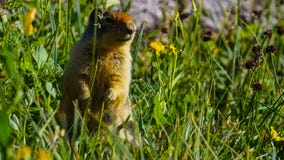 Wysokogórski świstaka Marmota marmota jest gatunki znajdujący w górzystych terenach środkowy i południowy Europa świstak zdjęcia stock Wysokogórski świstaka Marmota marmota jest gatunki znajdujący w górzystych terenach środkowy i południowy Europa świstak zdjęcia stock