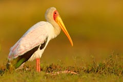 Wystawiający rachunek bocian, Mycteria ibis, spacer w wodzie, Tanzania Rzeka z ptakiem w Afryka Strok w natura marszu siedlisku B zdjęcie stock Wystawiający rachunek bocian, Mycteria ibis, spacer w wodzie, Tanzania Rzeka z ptakiem w Afryka Strok w natura marszu siedlisku B zdjęcie stock