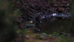 Węglowy tit, Periparus ater, kąpać się w lasu basenie podczas jesieni popołudnia zbiory Węglowy tit, Periparus ater, kąpać się w lasu basenie podczas jesieni popołudnia zbiory