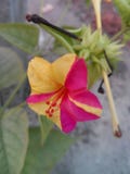 & x22; MIRABILIS JALAPA& x22; igualmente sabido como & x22; QUATRO O& x27; PULSO DE DISPARO FLOWER& x22; fotografia de stock & x22; MIRABILIS JALAPA& x22; igualmente sabido como & x22; QUATRO O& x27; PULSO DE DISPARO FLOWER& x22; fotografia de stock