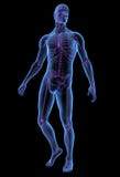 X-ray illustration male human body and skeleton