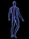 X-ray illustration male human body and skeleton