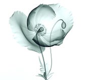 X-ray image of a flower on white , the poppy