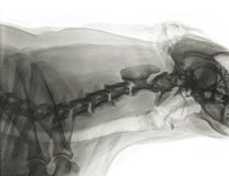 X-ray Of The Side Of The Neck Of A Dog With Normal Cervical Vertebrae Stock Photos