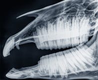 X-ray Of The Skull Of A Horse, Side View Royalty Free Stock Photography