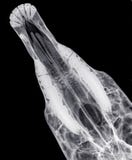 X-ray Of The Upper Jaw Of A Horse, Dorso-ventral View, Seen From Above Stock Photos