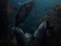 It& x27; s eine fischartige Fischwelt dort draussen lizenzfreies stockbild It& x27; s eine fischartige Fischwelt dort draussen lizenzfreies stockbild