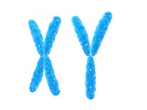 Xx - chromosome stock illustration. Illustration of science - 11898071