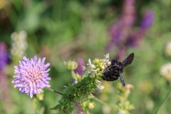 Xylocopa valga wild wood bee insect collecting pollen from a flower, close-up. Big black bee carpenter in Ukraine Kharkiv region stock photo Xylocopa valga wild wood bee insect collecting pollen from a flower, close-up. Big black bee carpenter in Ukraine Kharkiv region stock photo