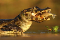 Yacare Caiman, κροκόδειλος με τα ψάρια μέσα με τον ήλιο βραδιού, Pantanal, Βραζιλία στοκ εικόνες Yacare Caiman, κροκόδειλος με τα ψάρια μέσα με τον ήλιο βραδιού, Pantanal, Βραζιλία στοκ εικόνες