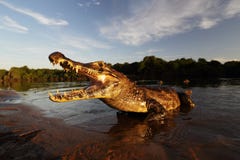 Yacare Caiman, κροκόδειλος στον ήλιο βραδιού, Pantanal, Βραζιλία στοκ φωτογραφία Yacare Caiman, κροκόδειλος στον ήλιο βραδιού, Pantanal, Βραζιλία στοκ φωτογραφία