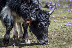 Yak, der Gras in einer Weide an Himalaja-Bergen isst lizenzfreie stockfotos Yak, der Gras in einer Weide an Himalaja-Bergen isst lizenzfreie stockfotos