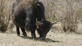 Yak Himalayan τρώει τη χλόη μεταξύ των βουνών του Νεπάλ Οδοιπορικό κυκλωμάτων Manaslu απόθεμα βίντεο Yak Himalayan τρώει τη χλόη μεταξύ των βουνών του Νεπάλ Οδοιπορικό κυκλωμάτων Manaslu απόθεμα βίντεο