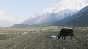 Yak Himalayan τρώει τη χλόη μεταξύ των βουνών του Νεπάλ Οδοιπορικό κυκλωμάτων Manaslu απόθεμα βίντεο Yak Himalayan τρώει τη χλόη μεταξύ των βουνών του Νεπάλ Οδοιπορικό κυκλωμάτων Manaslu απόθεμα βίντεο