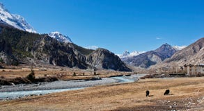 Yak im Tal in Himalaja lizenzfreie stockbilder Yak im Tal in Himalaja lizenzfreie stockbilder