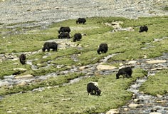 Yaks bij weiland dichtbij rivier stock afbeeldingen Yaks bij weiland dichtbij rivier stock afbeeldingen