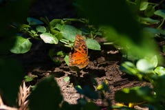 Yard orange de papillon au fond photo libre de droits Yard orange de papillon au fond photo libre de droits