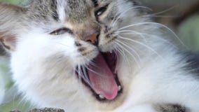 Yawning cute cat