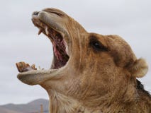 Niños pequeños y bebés misteriosos. - Página 3 Yawning-dromedary-arabian-camel-portrait-open-mouth-fuerteventura-belonging-to-spain-54073030