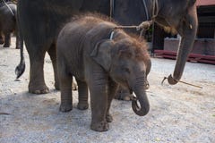 1 year baby Asian elephant tie with mother stock image 1 year baby Asian elephant tie with mother stock image