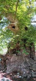 2000 years old ancient Platanus trees in Europe is located in vi royalty free stock photography 2000 years old ancient Platanus trees in Europe is located in vi royalty free stock photography