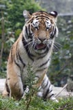 Yeawning Tiger Royalty Free Stock Image
