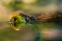 Yellow anaconda swimming