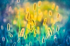 Yellow And Blue Summer Grass Meadow Close-Up With Royalty Free Stock Photos Yellow And Blue Summer Grass Meadow Close-Up With Royalty Free Stock Photos