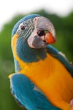 Yellow And Green Parrot Royalty Free Stock Photography