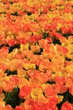 Yellow And Orange Tulips Stock Photos