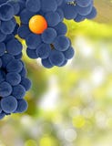 Yellow And Purple Grapes - Stand Out Concept Stock Image