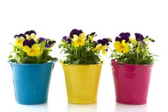 Yellow And Purple Violets Royalty Free Stock Photography Yellow And Purple Violets Royalty Free Stock Photography
