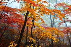 Yellow And Red Leaves In Mist Royalty Free Stock Image