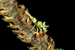 yellow anker\'s whip coral shrimp