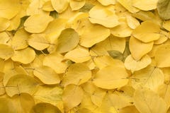 Yellow Autumn Leaves Royalty Free Stock Images