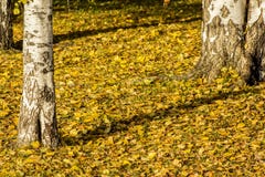 Yellow autumn leaves of a birch on a tree. Bright colors of autumn Royalty Free Stock Photography Yellow autumn leaves of a birch on a tree. Bright colors of autumn Royalty Free Stock Photography
